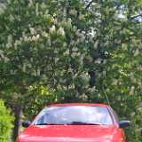 0906blossom