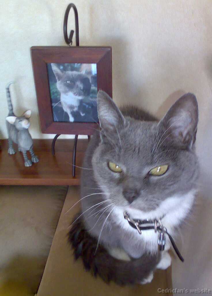 3cats