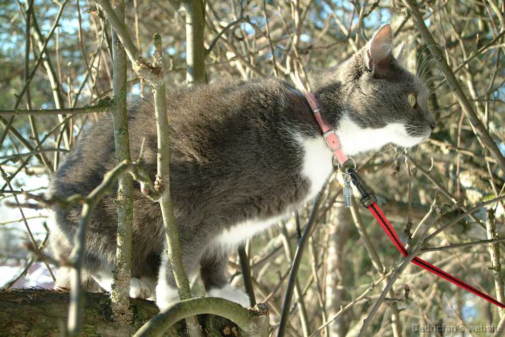 Appletree2