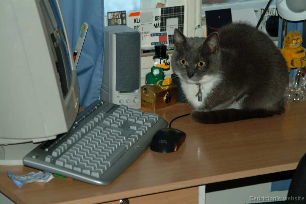 CatMouse