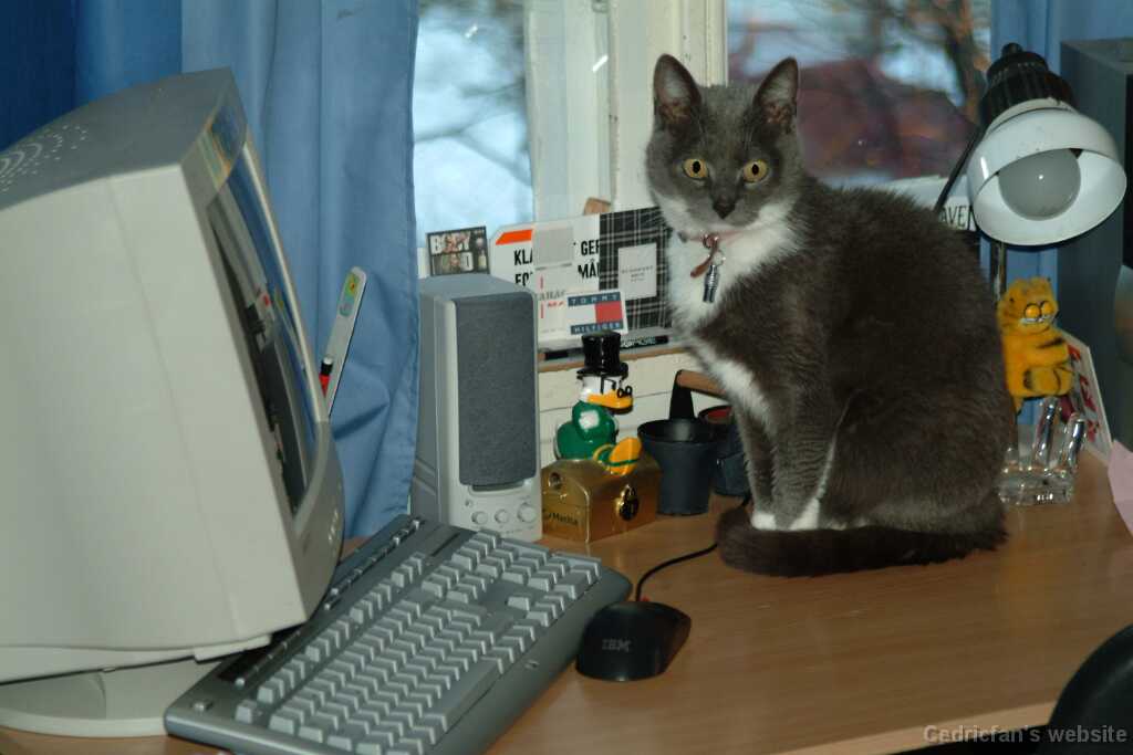 CatMouse2
