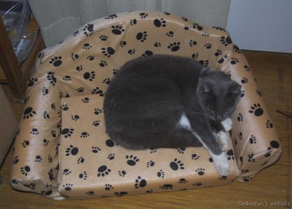 CatSofa