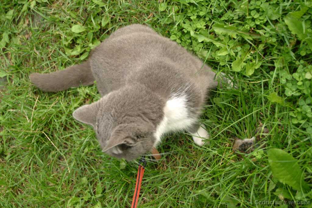 Huntercat