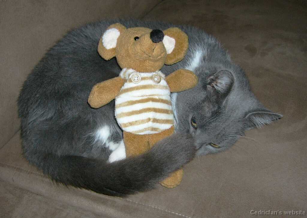 Mousefriend_16y
