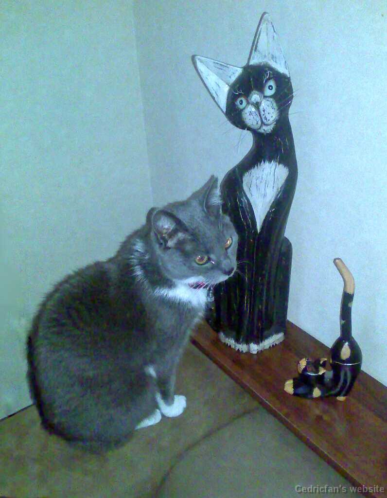 ThreeCats