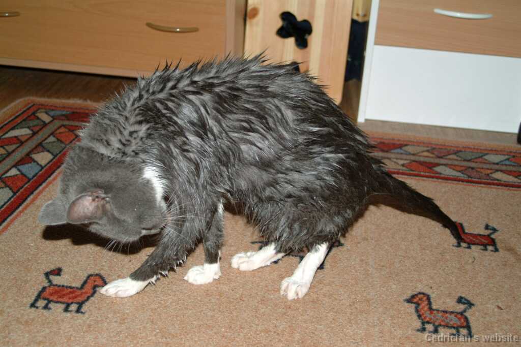 WetCat