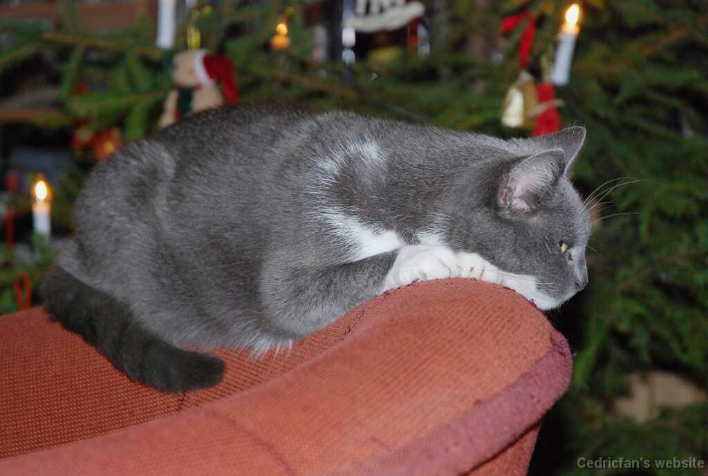 Xmas2006