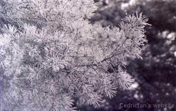 frostypine