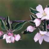 appleblossom