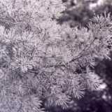 frostypine