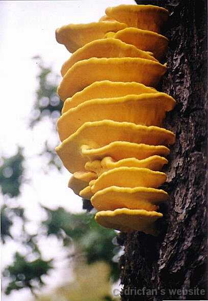 apkFungus