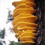 apkFungus
