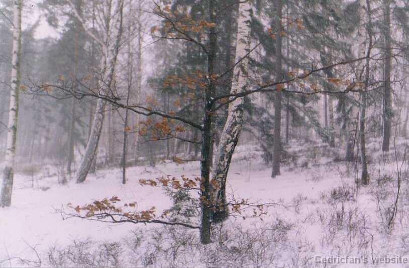 snowstormleavesJPG