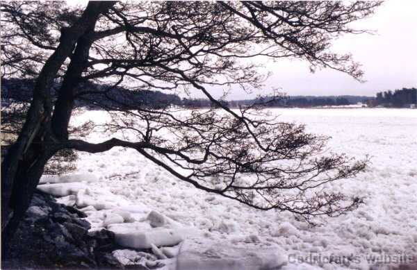 tree