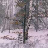 snowstormleavesJPG