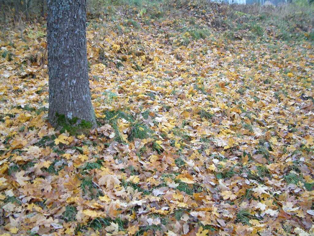 Dscf0025