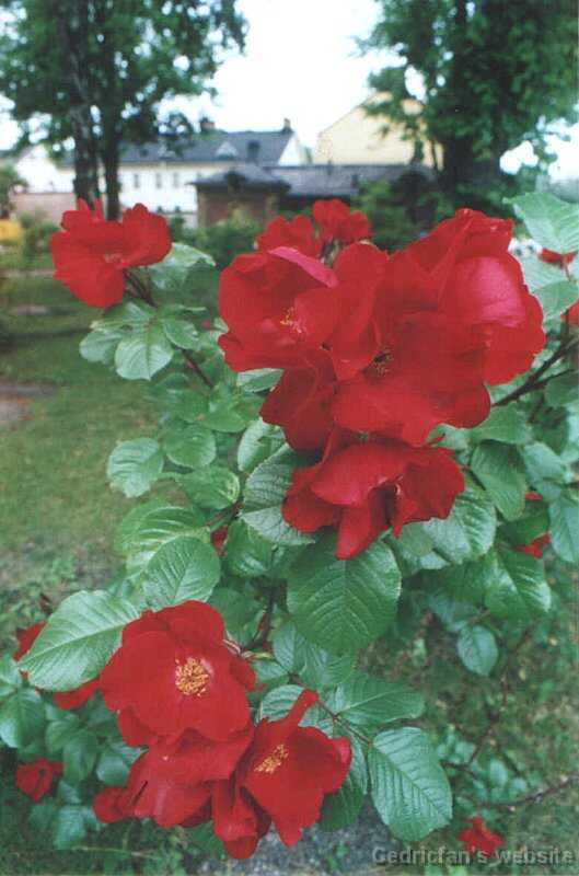 roses