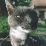 julyCat
