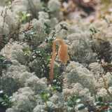 julyFlower