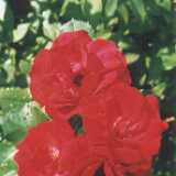 julyRoses