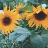 julySunflowers