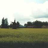 julyfield
