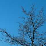 Night_tree