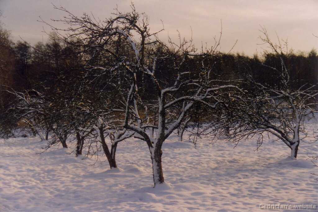 Nystad_appletrees