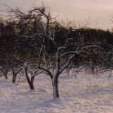 Nystad_appletrees