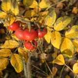 Photos Autumn 04 digitally