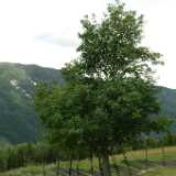 Dscf9746