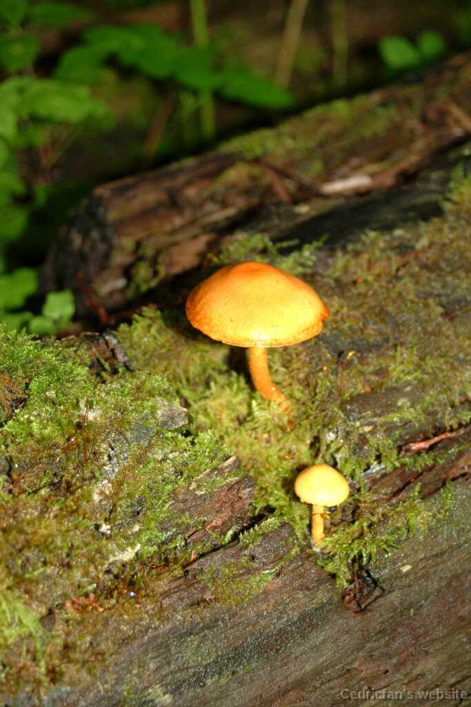 Dscf9671