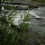 DSCF9653