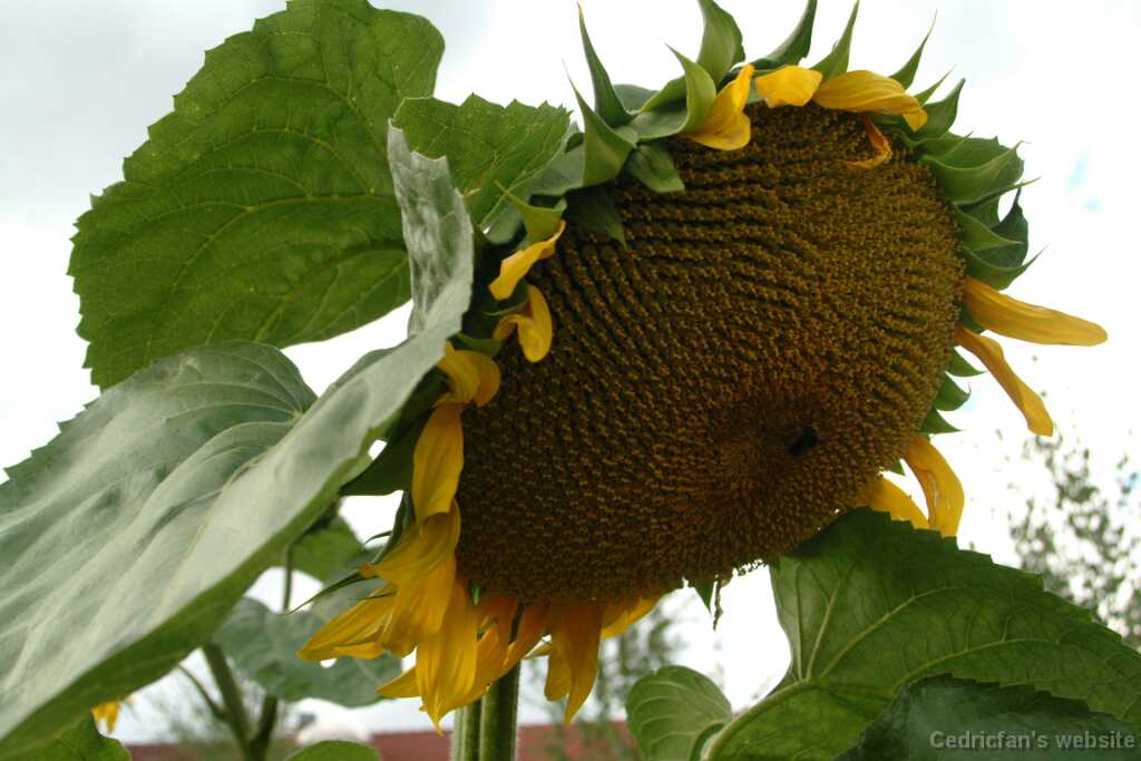 Sunflower