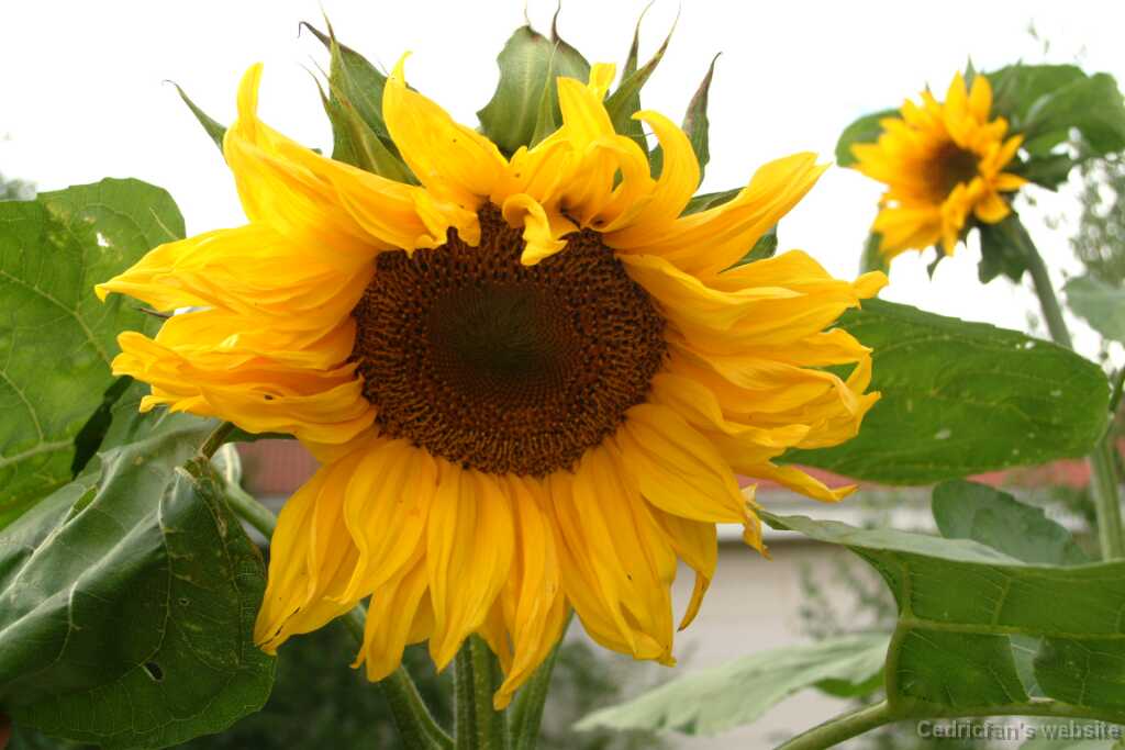 Sunflowers