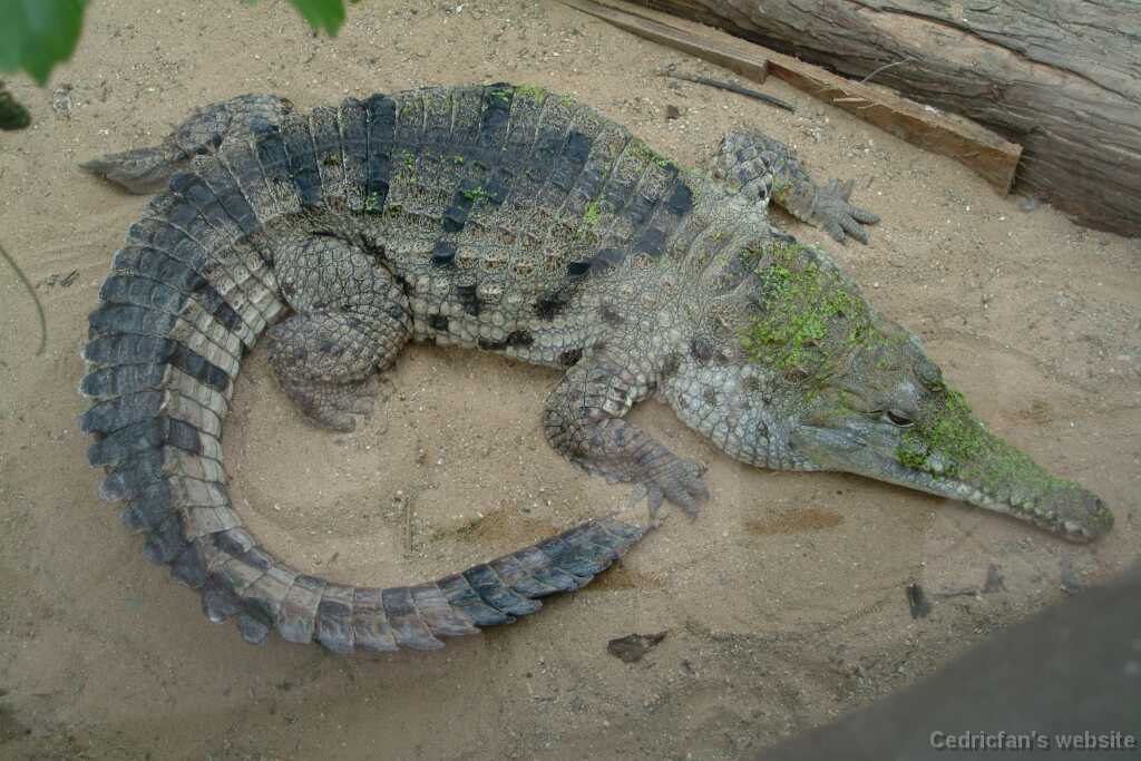 18JesperKroko
