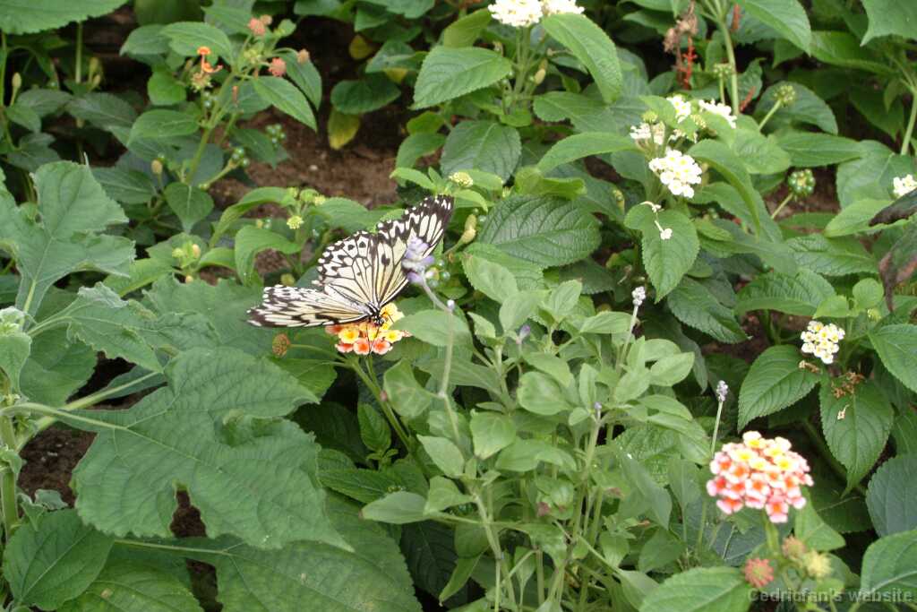 DSCF9176