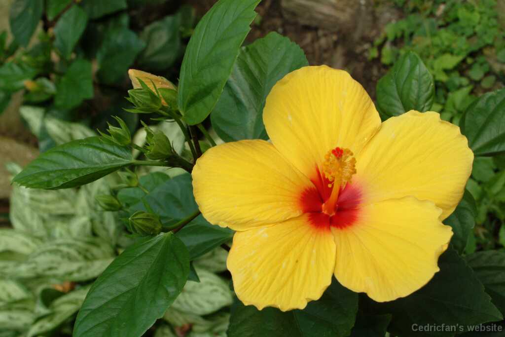 DSCF9177