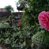 DSCF9152