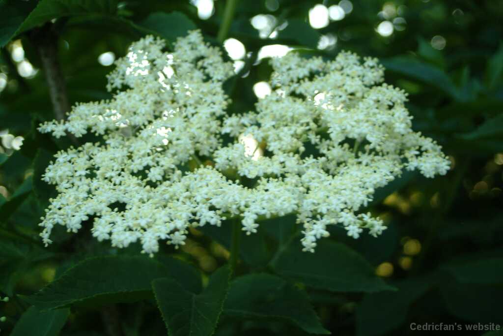 DSCF9068