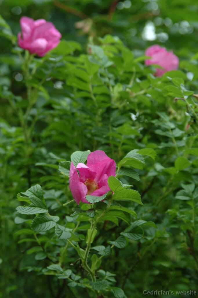 Dscf9188
