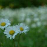 DSCF9069
