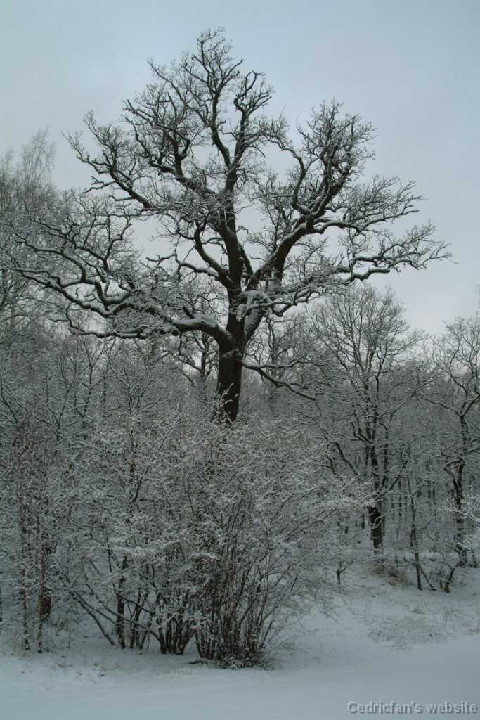 Dscf1251