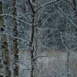 Dscf1231
