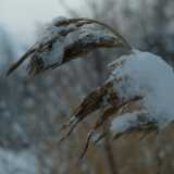 Dscf1241
