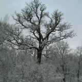 Dscf1251