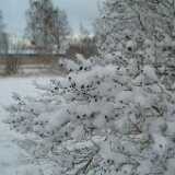 Dscf1252