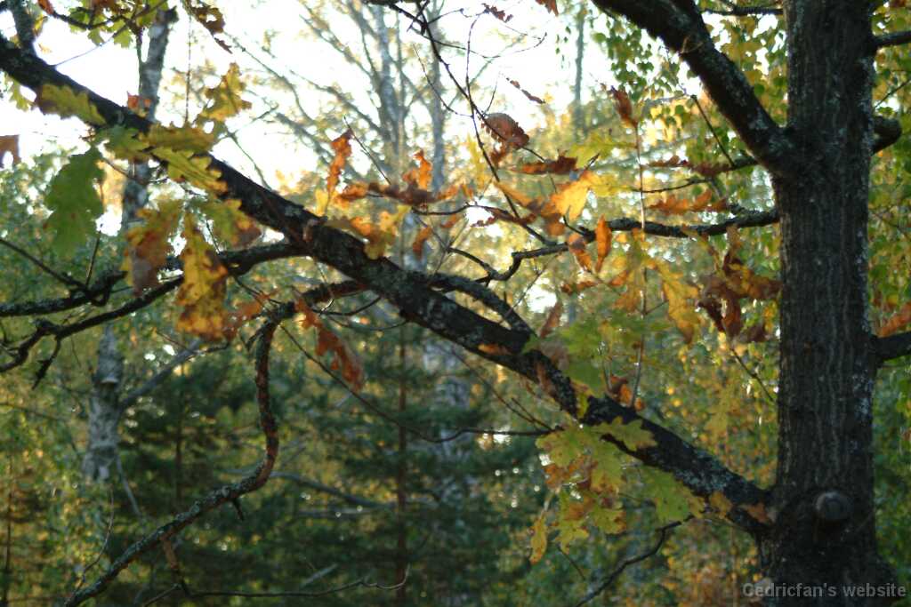 DSCF0607