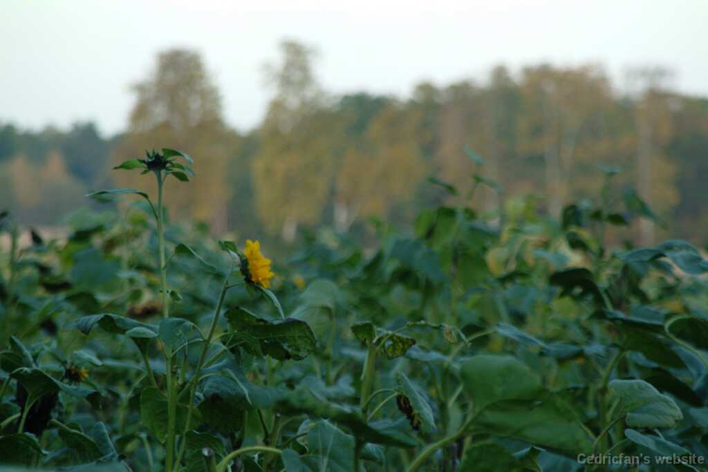 DSCF0621
