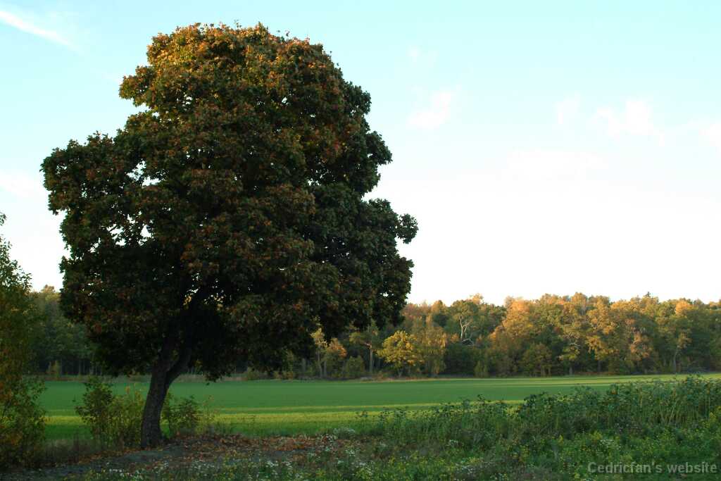 DSCF0637